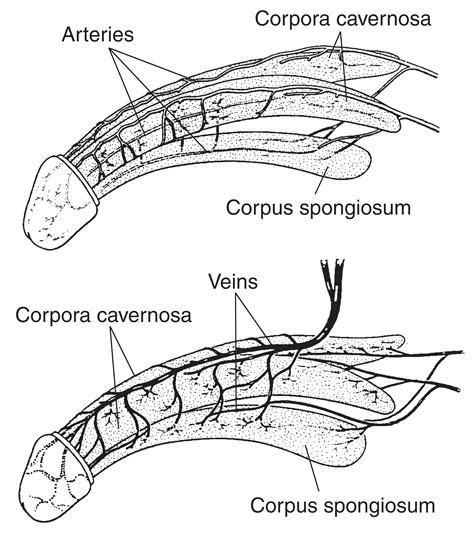 dick cock|Penis: Anatomy, Picture, Erection, and Ejaculation